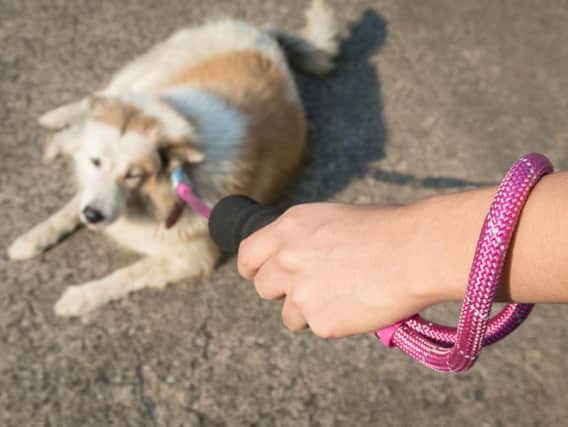 Wrapping a leash around your wrist can lead to some serious injuries (Photo: Shutterstock)