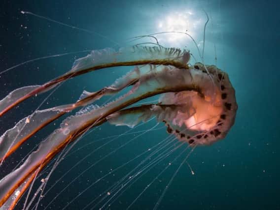 This compass jellyfish is usually found in the south and is one of six species of jellyfish found in the UK (Photo: Shutterstock)