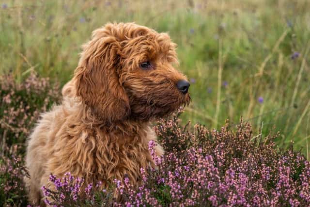 A cockapoo is a cross between a cocker spaniel and a poodle (Photo: Shutterstock)