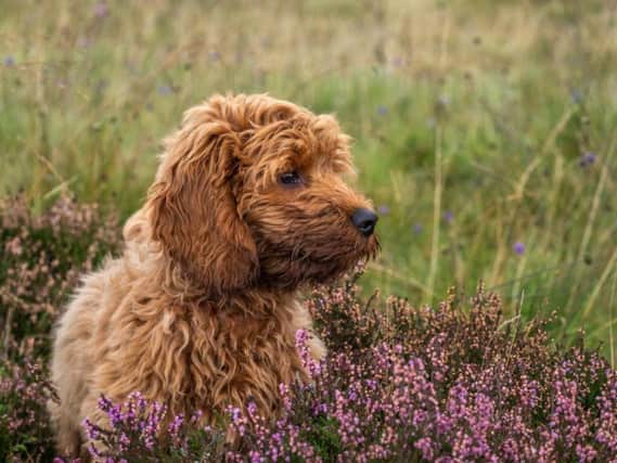 A cockapoo is a cross between a cocker spaniel and a poodle (Photo: Shutterstock)