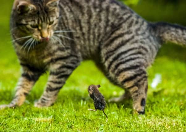 A cat owner photographed a real life moment of Tom and Jerry as a brave mouse took on a playful moggy. Picture: Gordon McBrearty/SWNS
