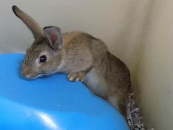 This cheeky chappy was born in the Edinburgh SSPCA branch and is looking for a home (Photo: SSPCA)