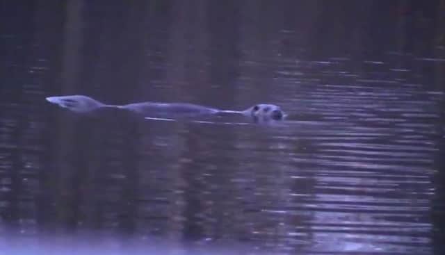 Screen grabs taken from video showing otters in the Figgate Pond, Portobello
,
taken from the Facebook page Porty People, posted by Graham Kitchener
