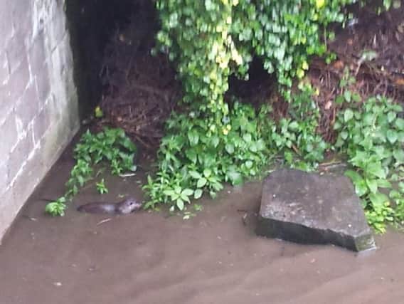 The otters were seen in the Water of Leith in Dean Village. Pic: Yuri Cath.