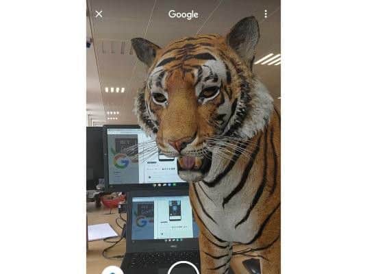 Have you ever fancied a tiger for the office? (Photo: JPIMedia)