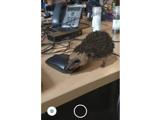 Instead of bringing your dog to work, what about an augmented reality hedgehog? (Photo: JPIMedia)