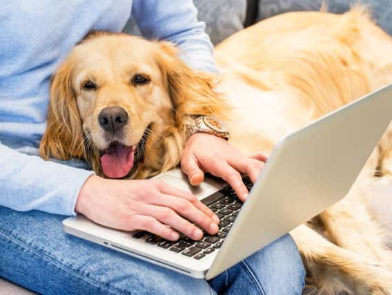 Will you be bringing your dog to work? (Photo: Shutterstock)