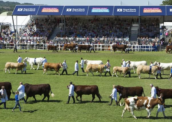 Royal Highland Show, Ingliston: The Cattle are paraded in the main show ring. 
Picture Ian Rutherford