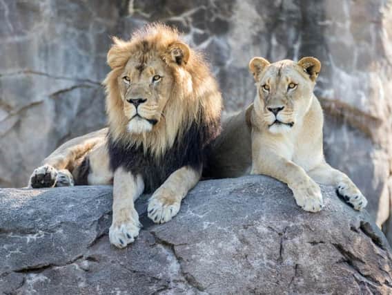 Are you ready to capture the lions in their best light? (Photo: Shutterstock)