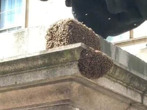 Bees have settled on the Duke of Wellington statue in Edinburgh. Pic: Connor McKenzie