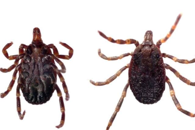 The hyalomma tick was discovered in Dorset last year and was 10 times larger in size than average