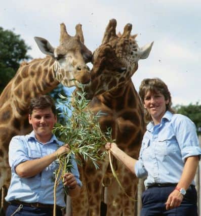 Giraffes being fed leaves in Ediinburgh Zoo by keepers Darren McGarry and Karen Stiven