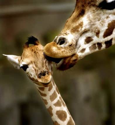 Baby Sapphire gets a kiss from her mother, Jade.The baby giraffe was born at Edinburgh Zoo on 11 July. Pic: PA/David Cheskin.