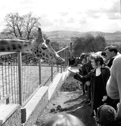 Visitors meet one ofthe giraffes at Edinburgh Zoo in April 1970.