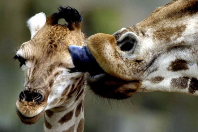 A baby giraffe. Pic: PA Photo: David Cheskin.