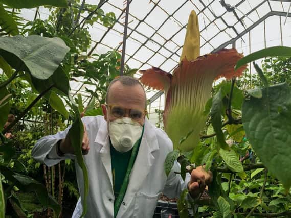 Titan Arum, the world's most pungent plant, has burst in to bloom, releasing a scent of rotting flesh. It is the third time that the plant has bloomed since it was received by RBGE and is officially the largest plant that the Botanics has ever owned
Pictured is Tropical Botanist Mark Hughes
