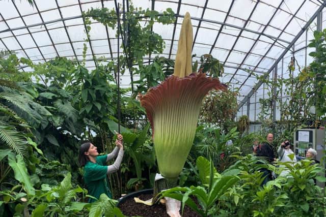 Titan Arum, the world's most pungent plant, has burst in to bloom, releasing a scent of rotting flesh. It is the third time that the plant has bloomed since it was received by RBGE and is officially the largest plant that the Botanics has ever owned
Senior Botanist Kate Hughes takes a photo of the plant