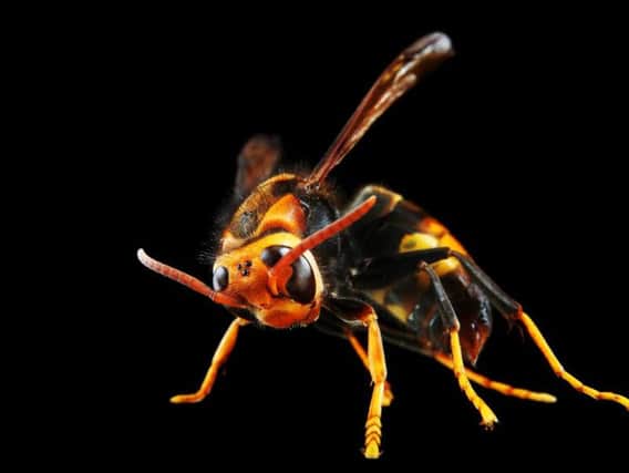 The Asian giant hornet could spell disaster for the UK in a variety of ways (Photo: Shutterstock)