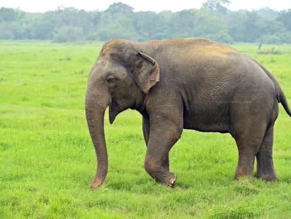 A letter has told the story of how a Dutchman kept an elephant in an Edinburgh flat (Photo: Shutterstock)
