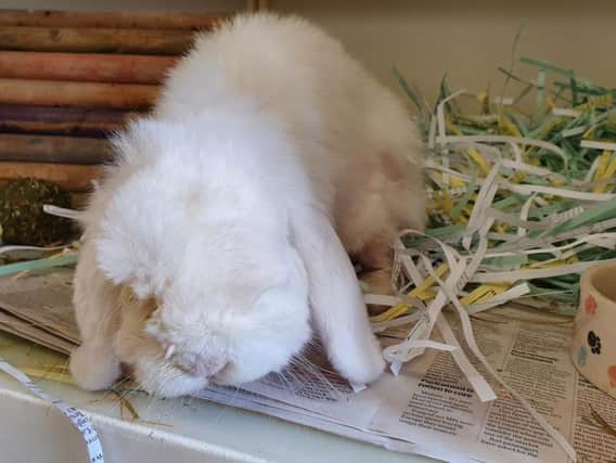 The rabbit, named Alaska, was found in poor condition in Bathgate (Photo: Scottish SPCA)