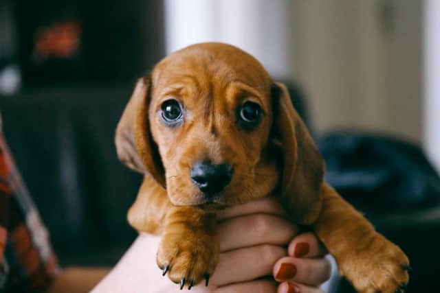 A dachshund puppy. Pic: Alena Veasey/Shutterstock