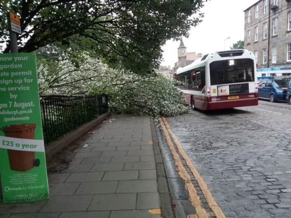 The foliage of the tree blocked the pavement in Kerr Street