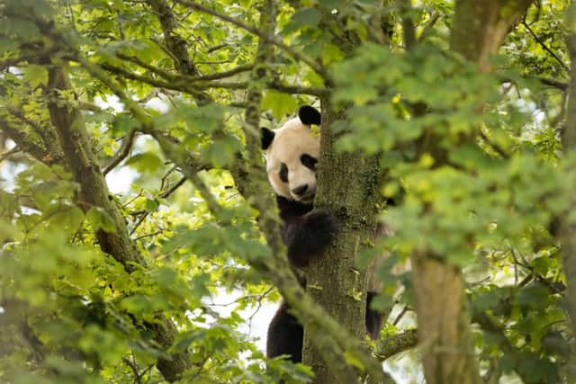 Giant Panda, Yang Guang, exploring his new home at Edinburgh Zoo. Pic: RZSS/PA Wire