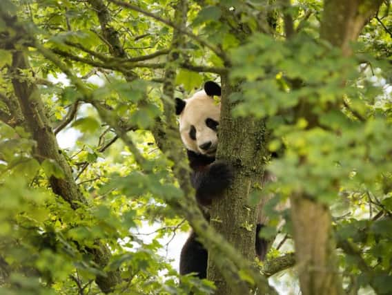 A visitor reported seeing Yang Guang visibly upset by his ordeal last Wednesday.