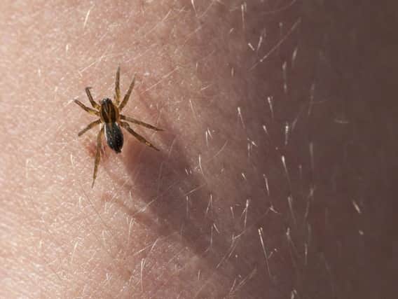 One of the claims was for medical treatment for a spider bite.