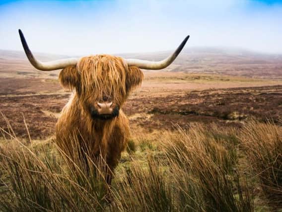 Yer aywis at the coo's tail - you're always late. (Picture: Shutterstock)