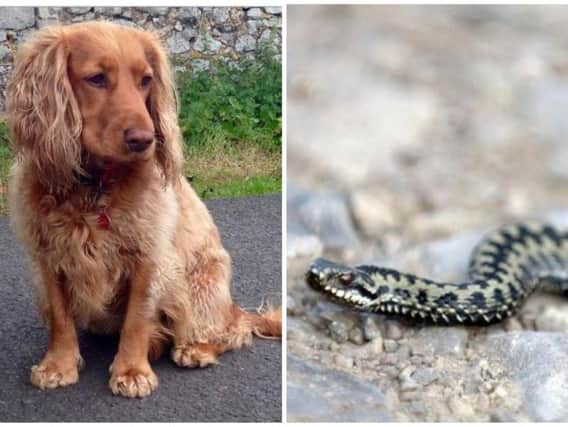 The seven-year-old dog, named Poppy, was on a trip in Wester Ross last month when she was bitten by the adder.