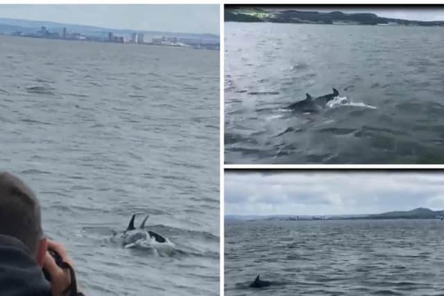 A pod of dolphins appeared in the Firth of Forth as the Hynd family were returning from a visit to Incholm Island.