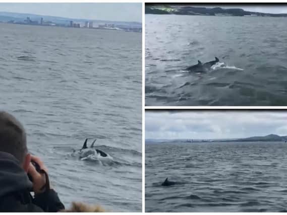 A pod of dolphins appeared in the Firth of Forth as the Hynd family were returning from a visit to Incholm Island.
