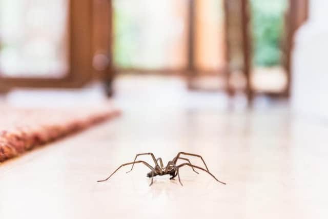 This is how to spider proof your home (Photo: Shutterstock)