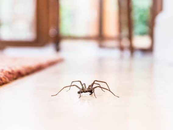 This is how to spider proof your home (Photo: Shutterstock)