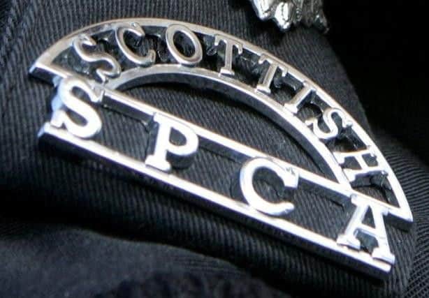 It is believed they had been left outside overnight and a Scottish SPCA inspector said they were "absolutely freezing".