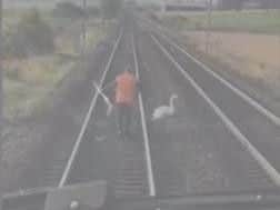 Stephen confronts the swan on the tracks at Carstairs