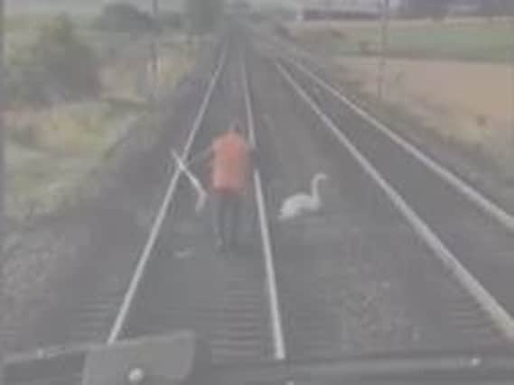 Stephen confronts the swan on the tracks at Carstairs