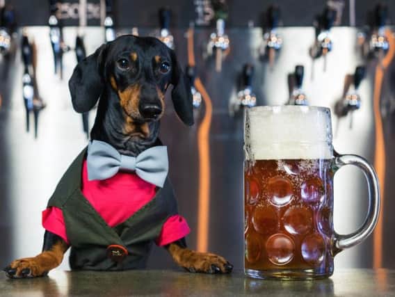 Will you be taking your furry friend to enjoy a dog friendly beer this October? (Photo: Shutterstock)