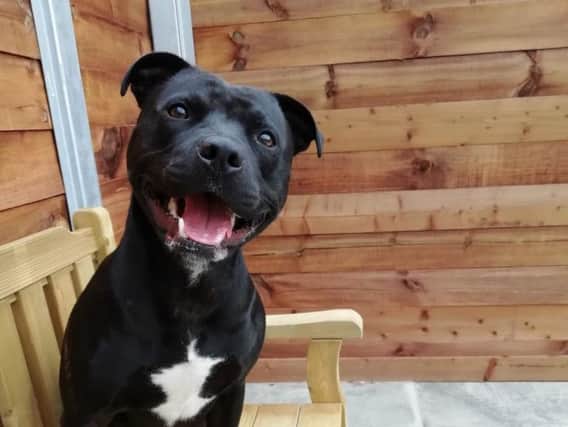 Meet Max, the two-year-old Staffordshire Bull Terrier currently living at Edinburgh Dog and Cat Home, who is hoping to find his forever family.