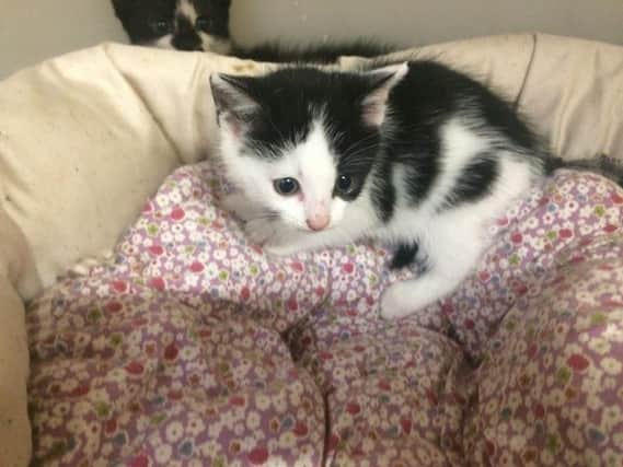 This adorable six-week-old kitten has been saved after an eagle-eyed motorist spotted it dumped on the side of a West Lothian road.