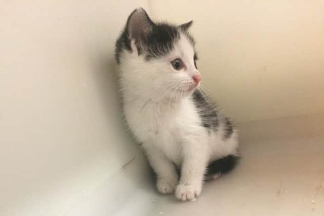 This adorable six-week-old kitten has been saved after an eagle-eyed motorist spotted it dumped on the side of a West Lothian road.