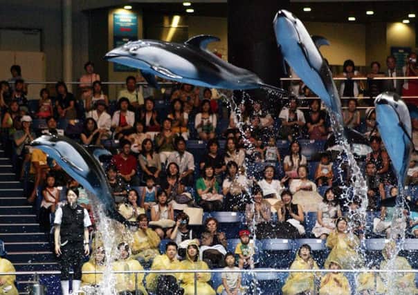 Dolphins are slaughtered or end up in one of Japan's dolphinariums. Picture: AFP/Getty