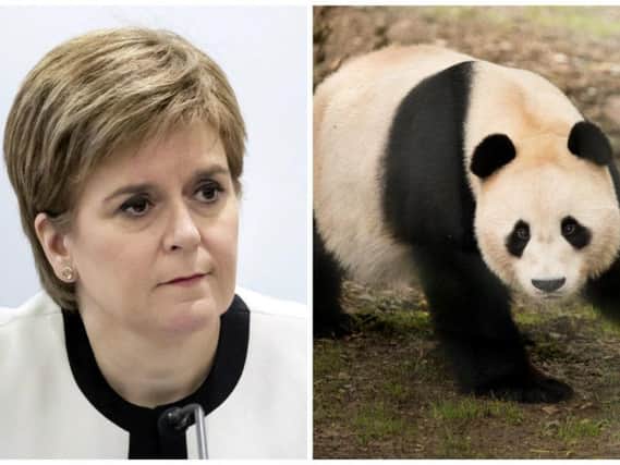 Nicola Sturgeon personally intervened over a new 2million home for Scotland's pandas. Pictures: PA