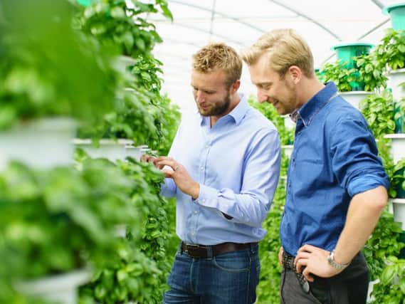 Saturn Bioponics chief executive Alex Fisher and head of R&D Arnoud Witteveen among a basil crop. Picture: Adam Gasson