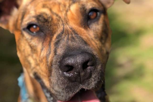 Say hello to Victor, the three-year-old Bull Terrior Lurcher cross who is looking for his forever home.