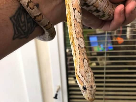 'Snake', the pet snake that has been stolen from Tranent Pet Supplies in Haddington Road