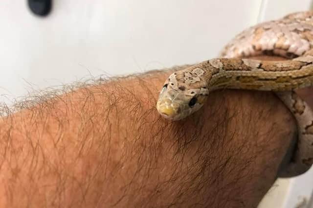 'Snake', the pet snake that has been stolen from Tranent Pet Supplies in Haddington Road