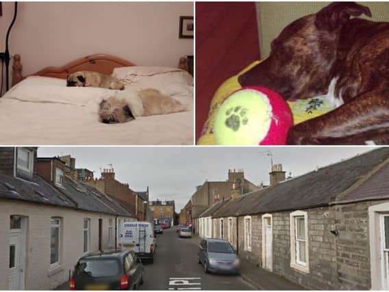 Dogs that have been victims of the vicious attacks in the Portobello area