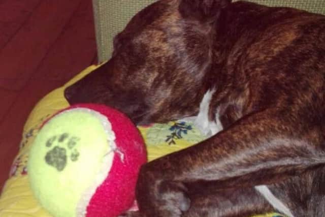 Reuben, David De'Ath's staffy who required an operation after being attacked by the aggressive dog in Adelphi Place